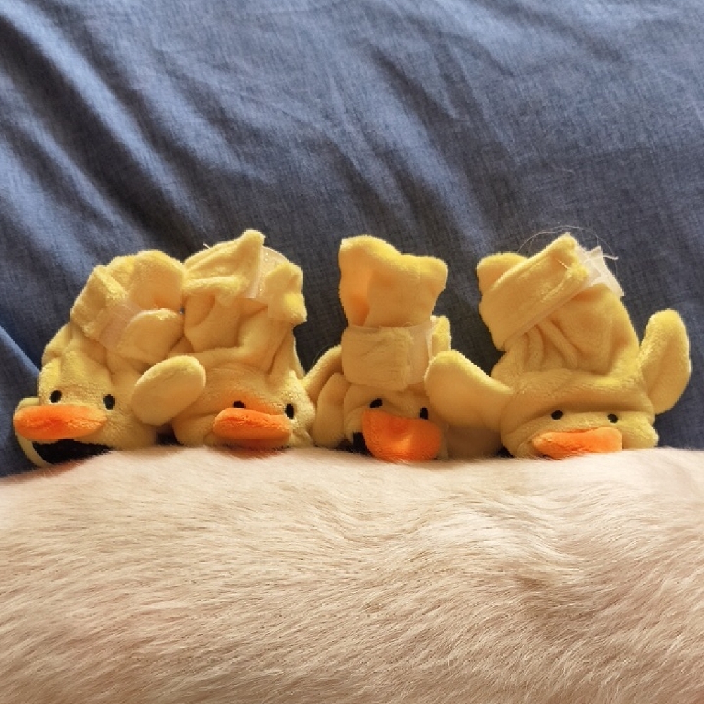 Duck Pet Slippers New In Box